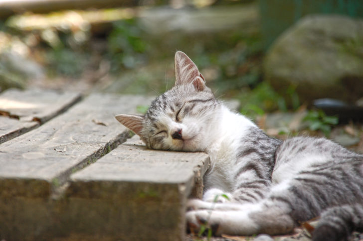 子猫や子犬の画像で集中力が上がる 生産性が上がる壁紙画像まとめ